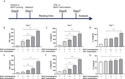 Rapamycin Modulates the Proinflammatory Memory-Like Response of Microglia Induced by BAFF